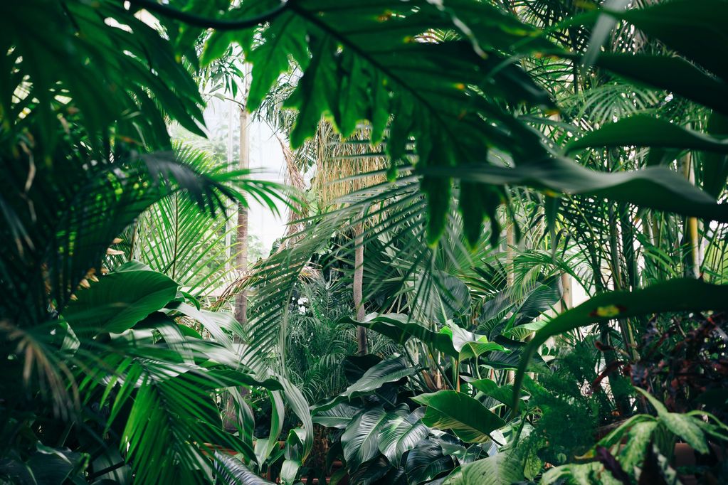 Planten